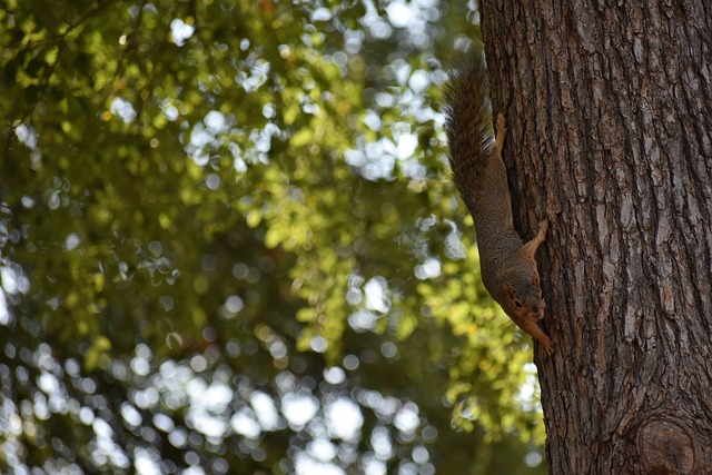 各國足球協 各國足球協